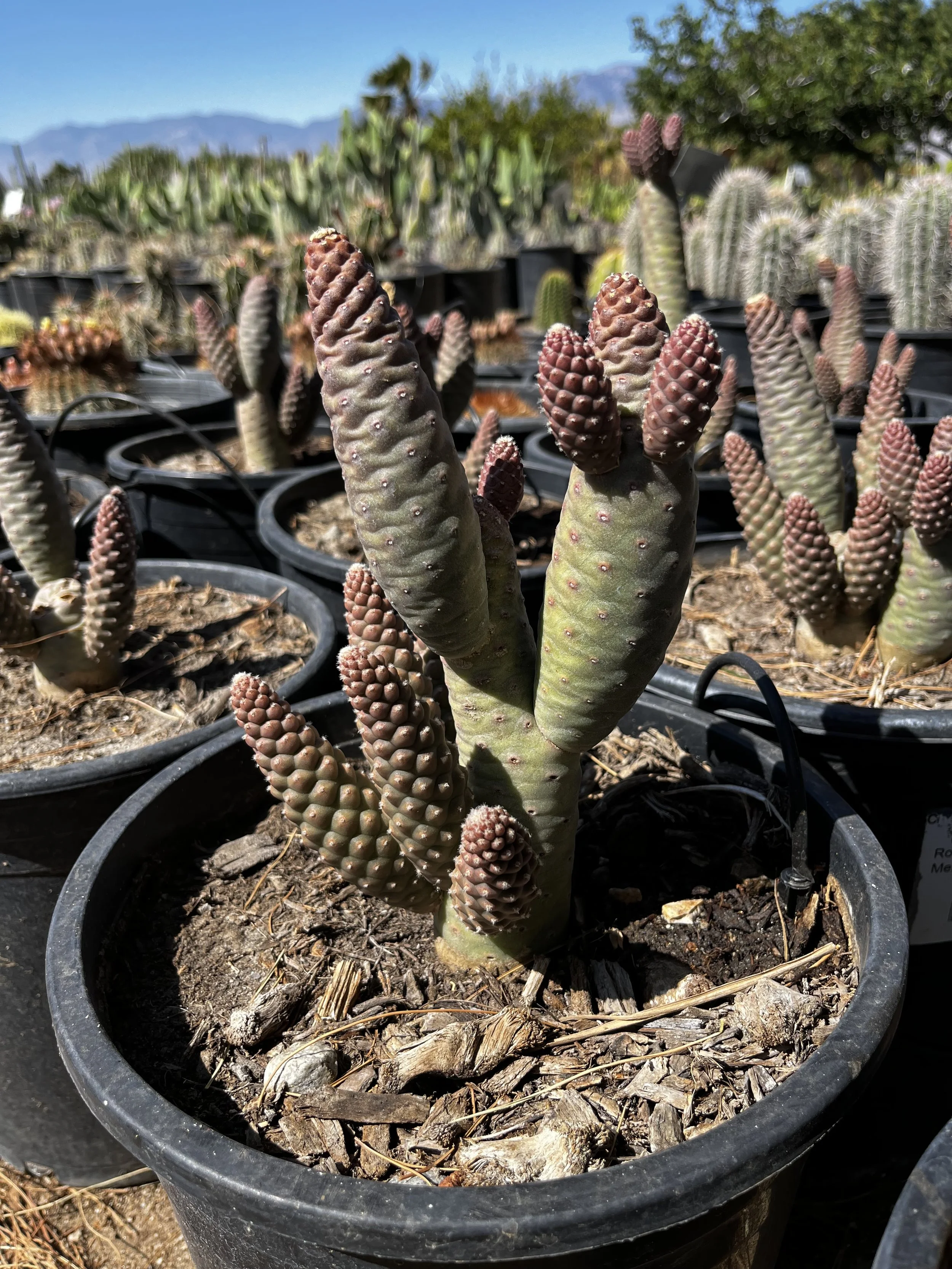 5G Pinecone Cactus.jpg