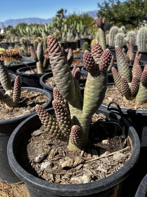 baby jade plant Baby Jade (Crassula ovata 'Baby Jade') – Cedar Bridge Botanicals