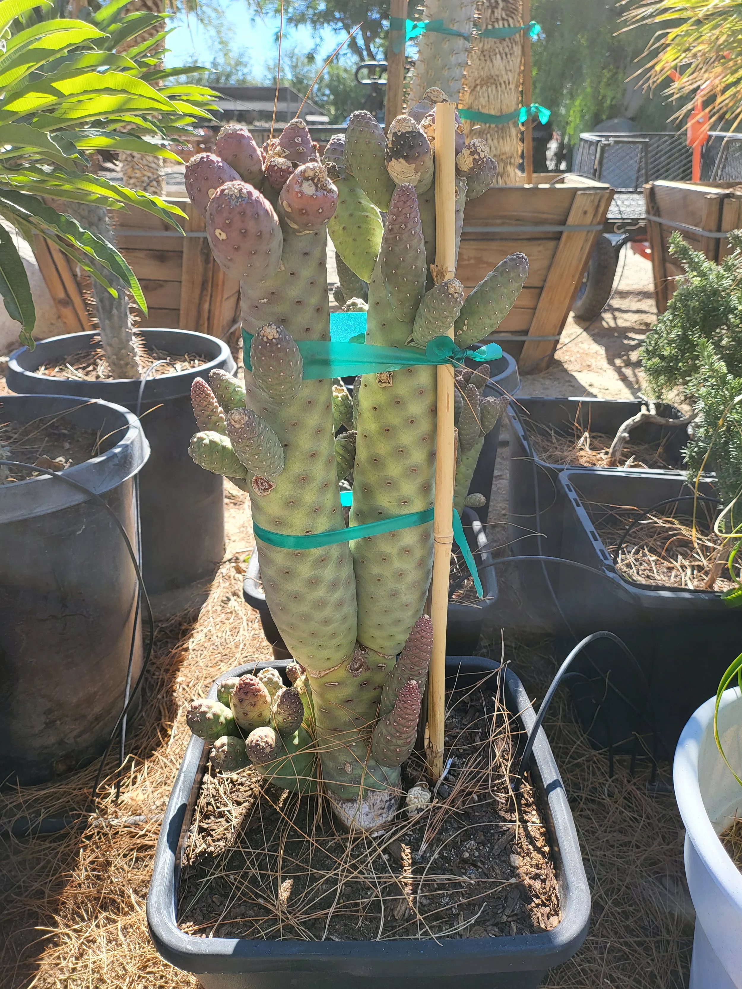 15G Pine Cone Cactus.jpg