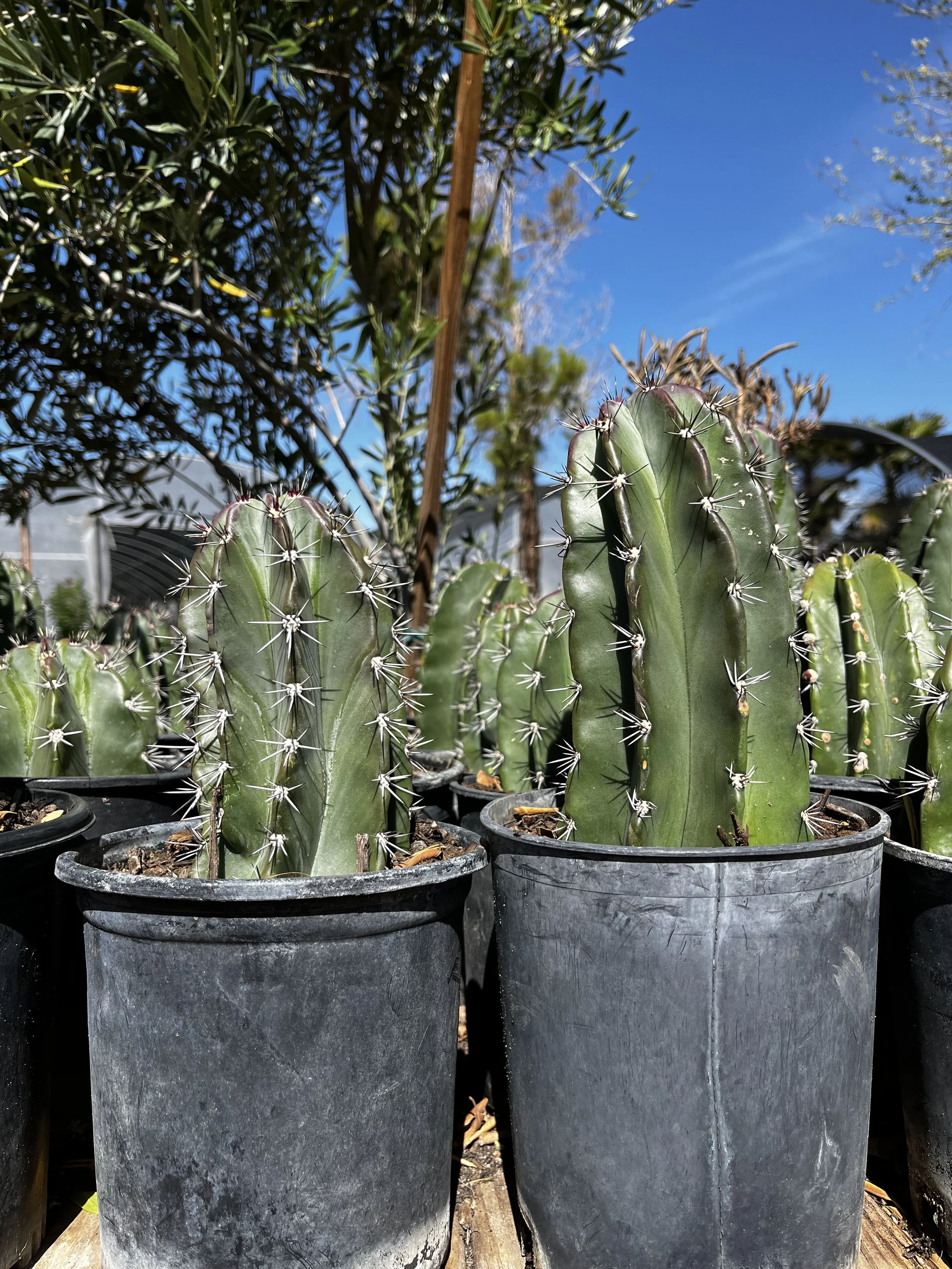 1G Pitaya Cacti.jpg