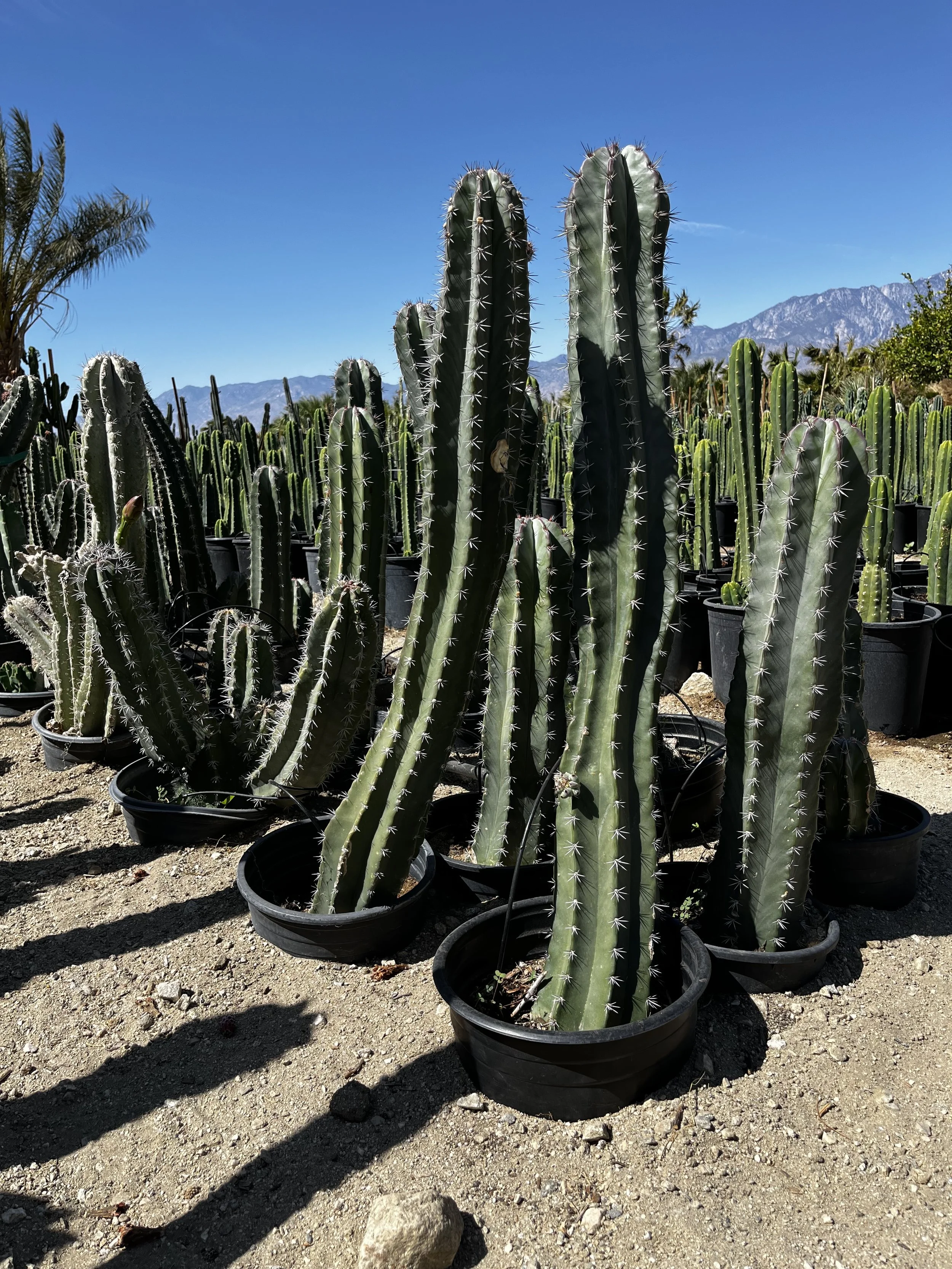 5G Pitaya Cactus.jpg