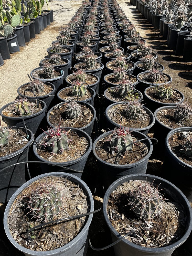 Fishhook Barrel Cactus (Ferocactus Wislizeni)  GDNC Nursery