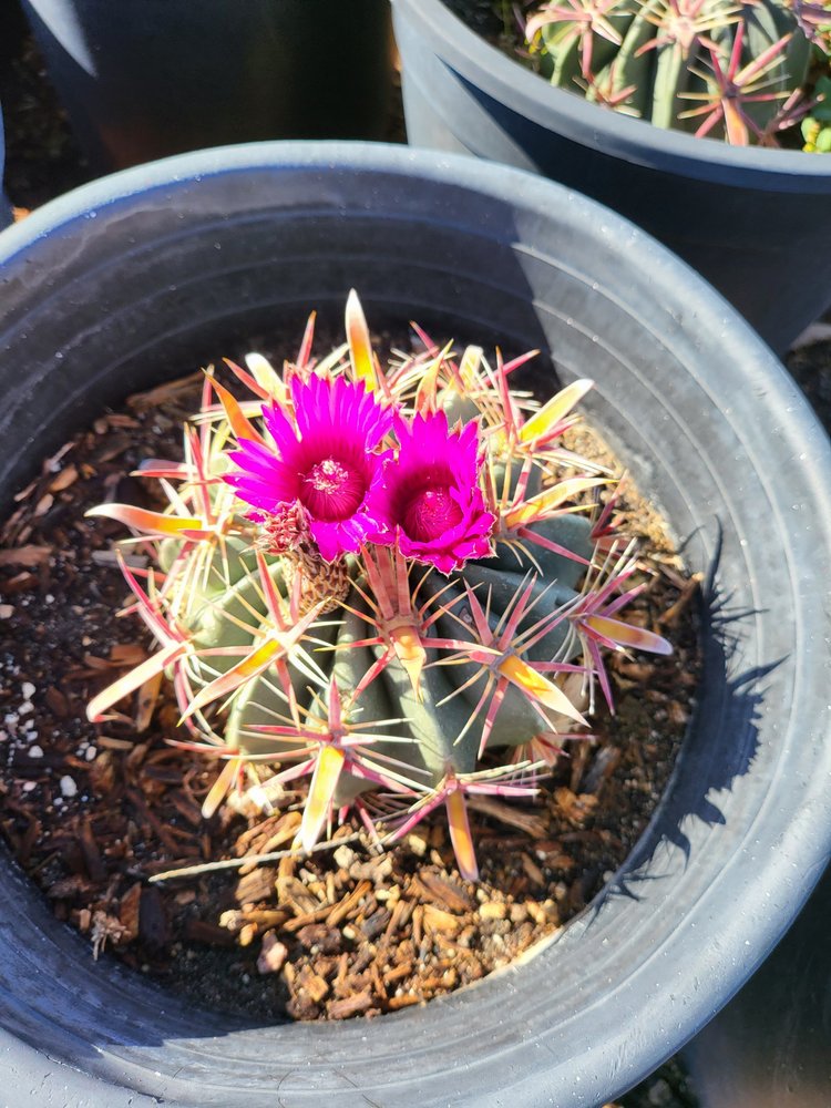 Devil's Tongue Cactus (Ferocactus Latispinus)  GDNC Nursery