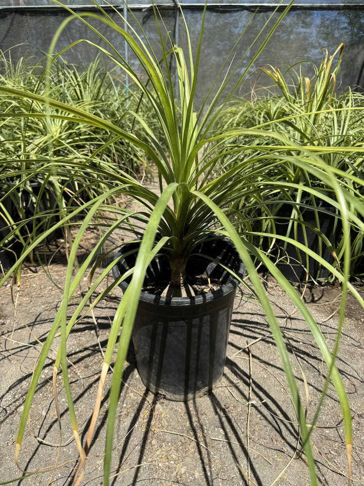 Ponytail Palm  GDNC Nursery