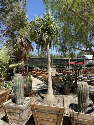 Ponytail Palm  GDNC Nursery