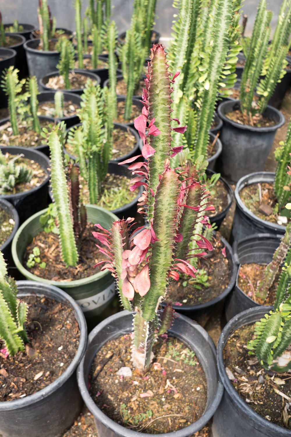 All plants for sale. Specializing in desert and drought-resistant plants. —  GDNC Nursery