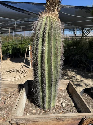 Saguaro (Carnegiea Gigantea) — GDNC Nursery