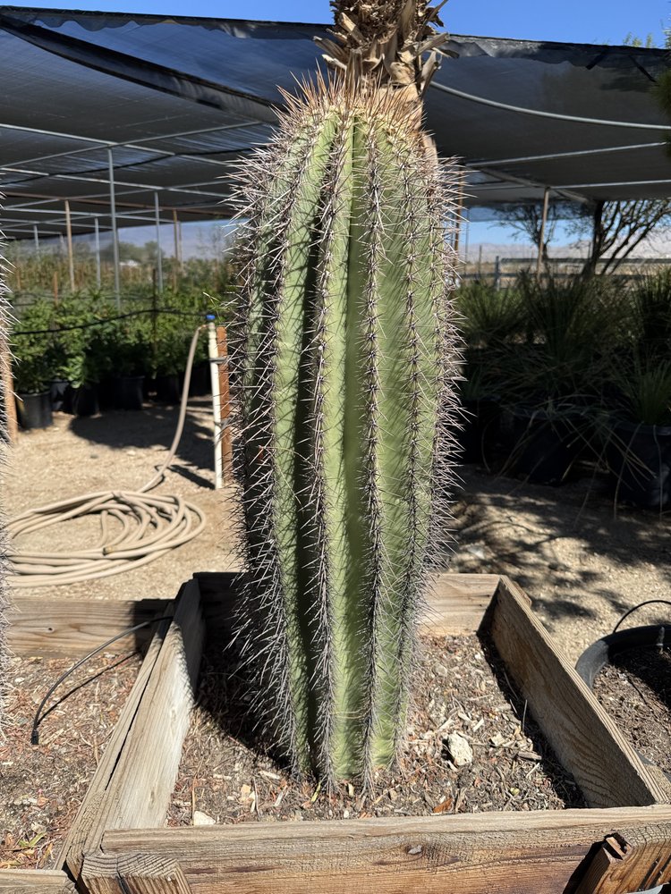 Saguaro (Carnegiea Gigantea)  GDNC Nursery