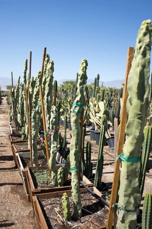 Totem Pole Cactus — GDNC Nursery
