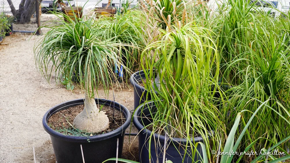 Ponytail Palm  GDNC Nursery