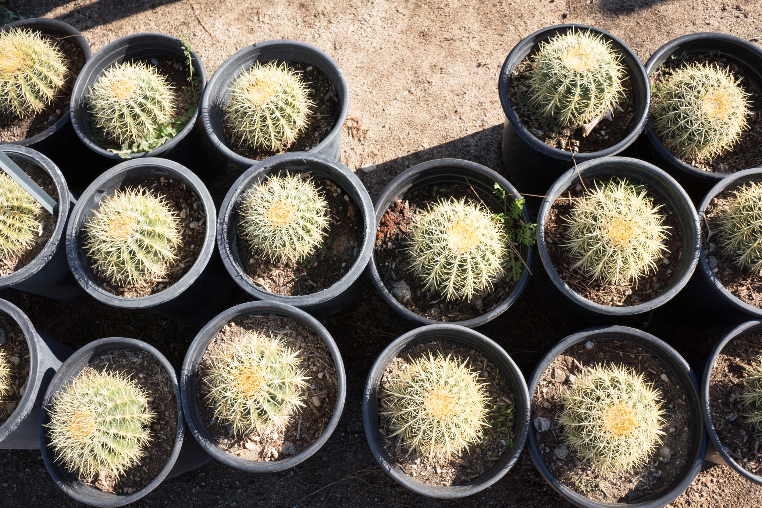 Golden Barrel Cactus — GDNC Nursery