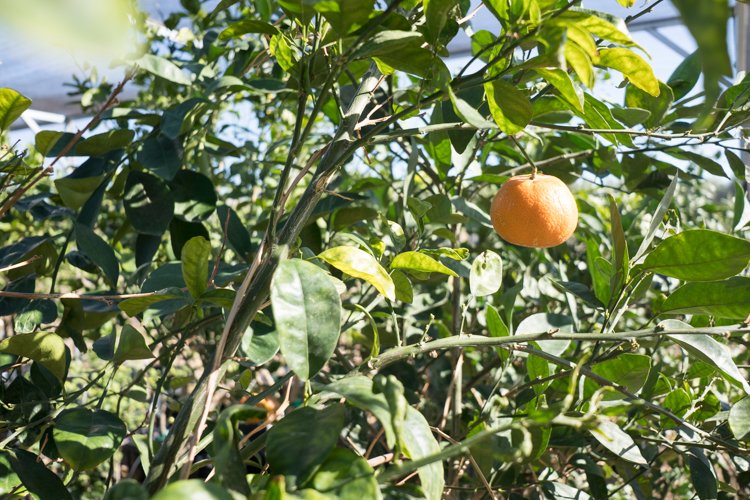 Tangerine Tree — GDNC Nursery