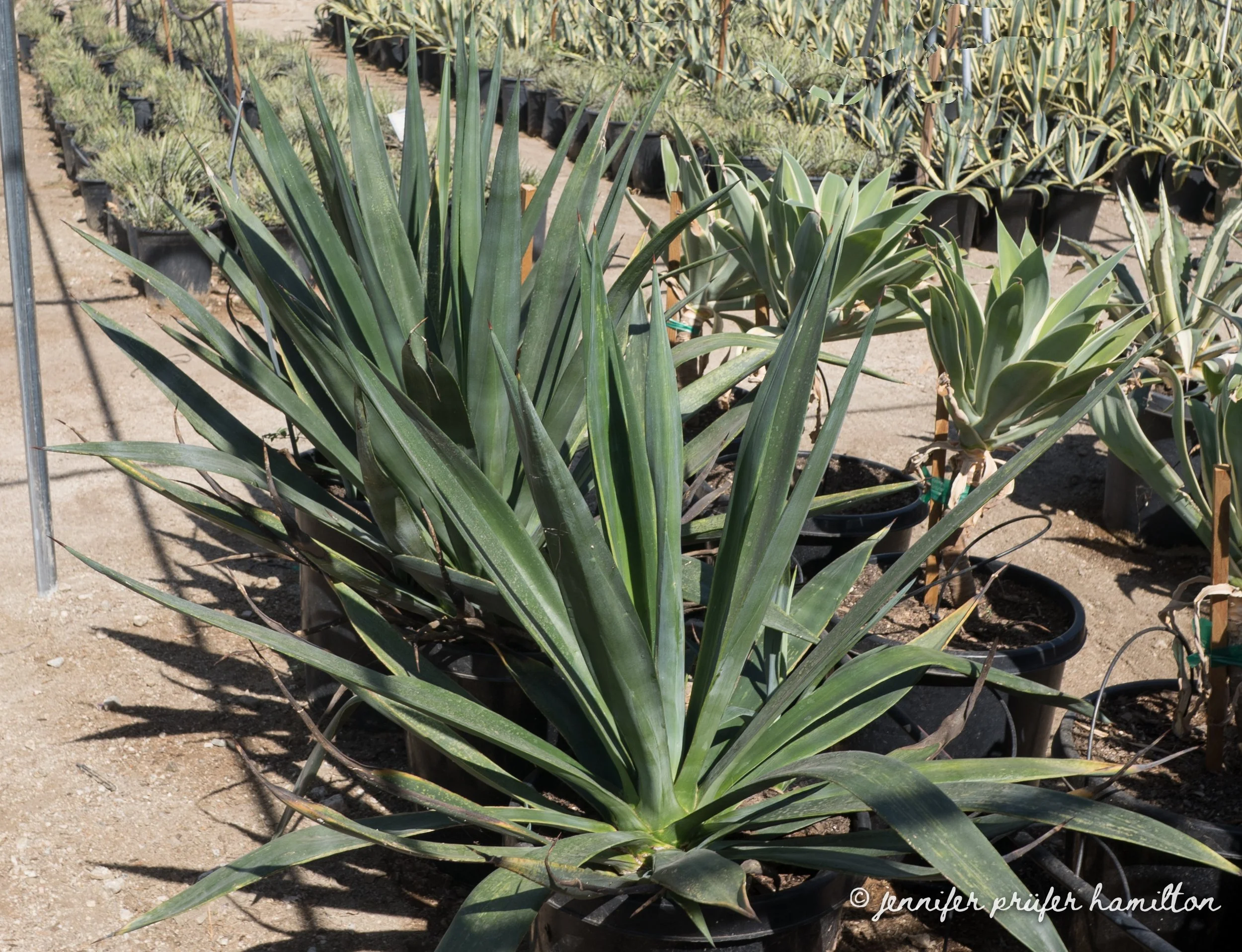 agave sisalana