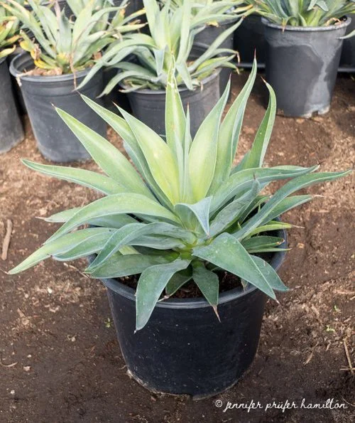 agave desmettiana in a 5 gallon container