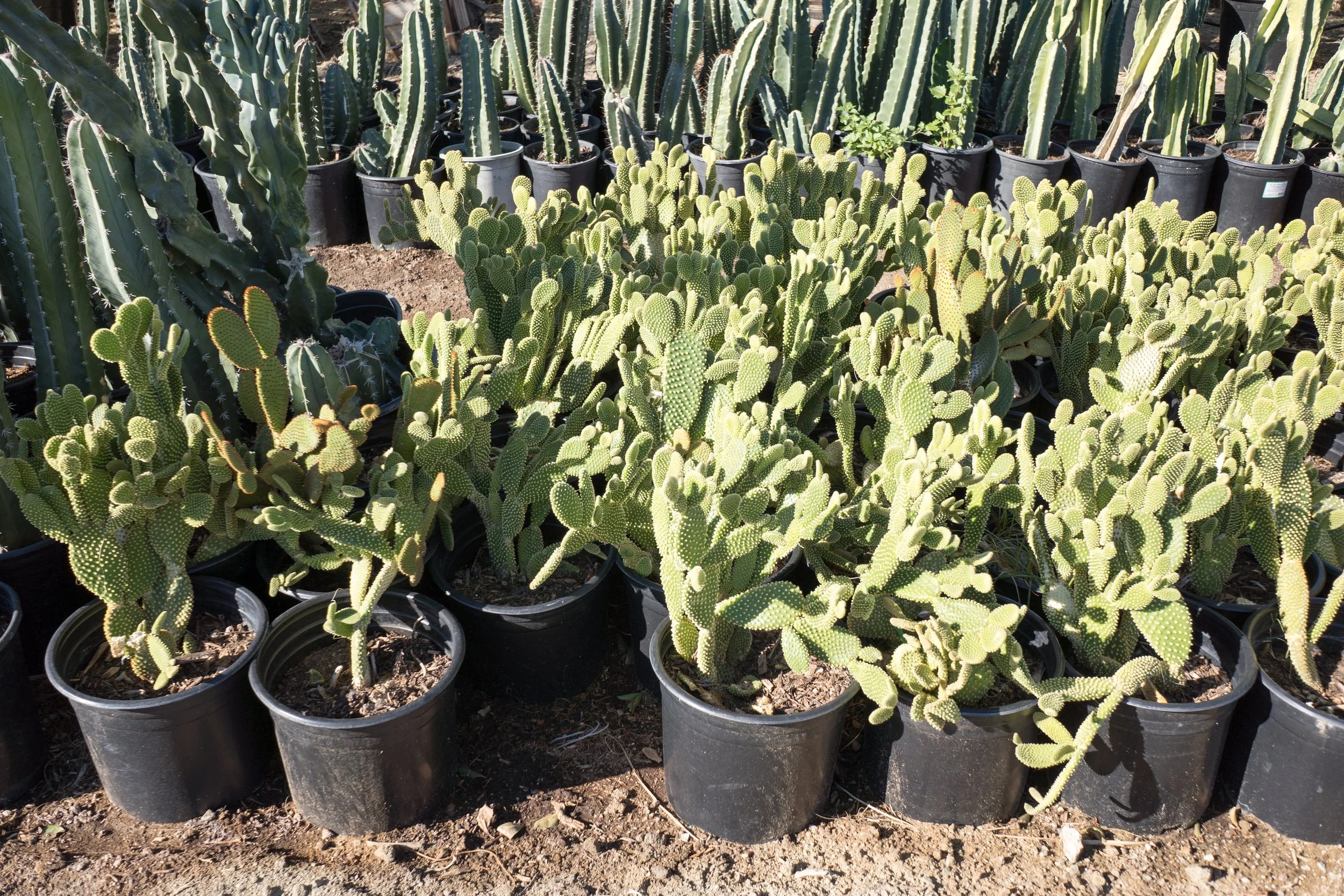 Bunny Ear Cactus — GDNC Nursery