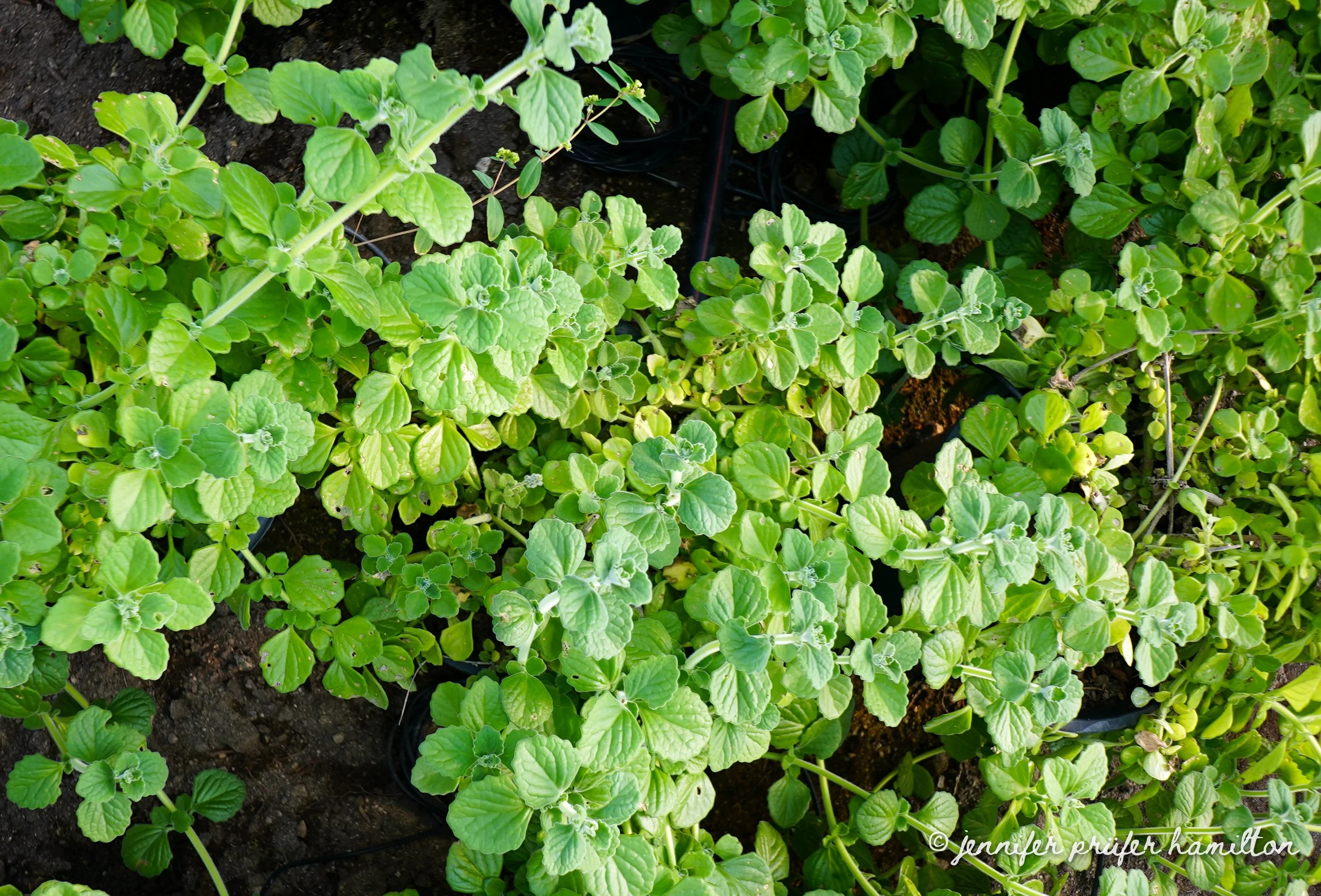 vicks plant for sale
