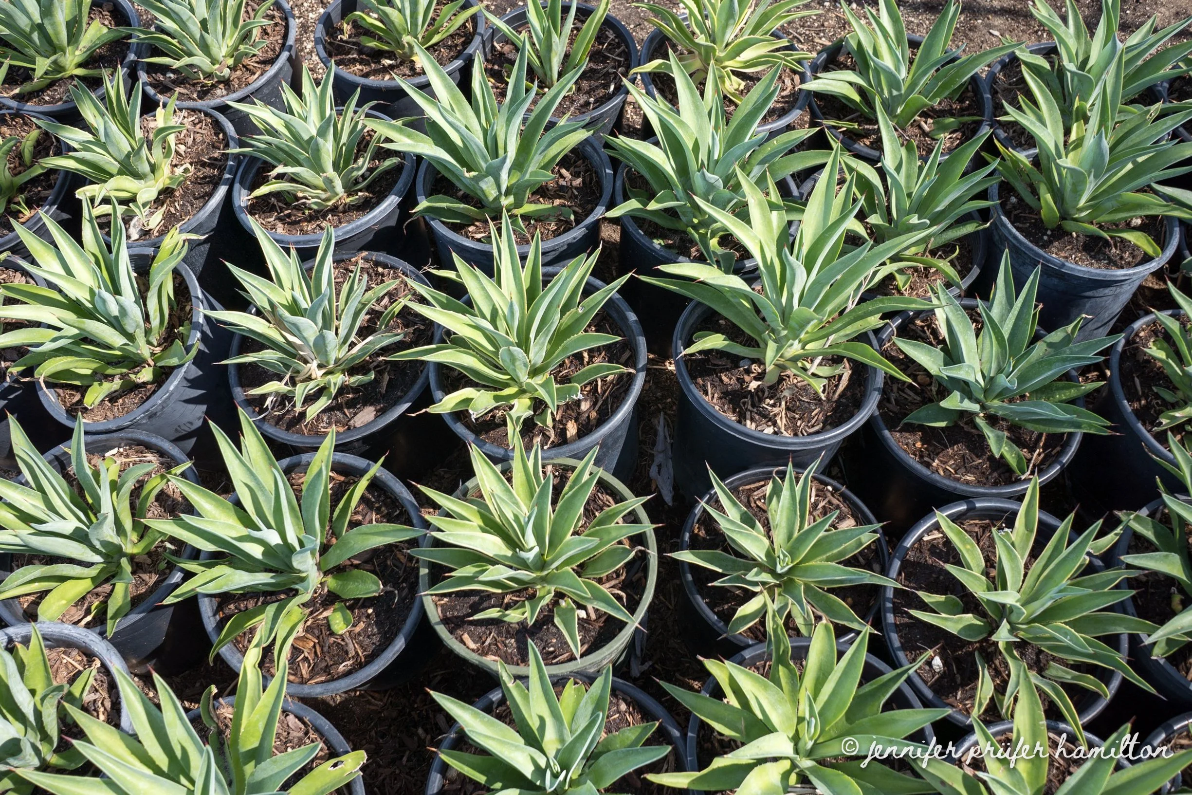 agave desmettiana for sale