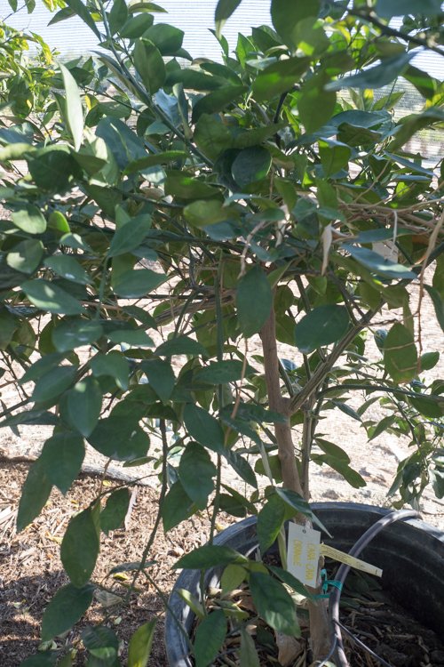 Cara Cara Orange Tree GDNC Nursery cara-cara-orange-tree-gdnc-nursery