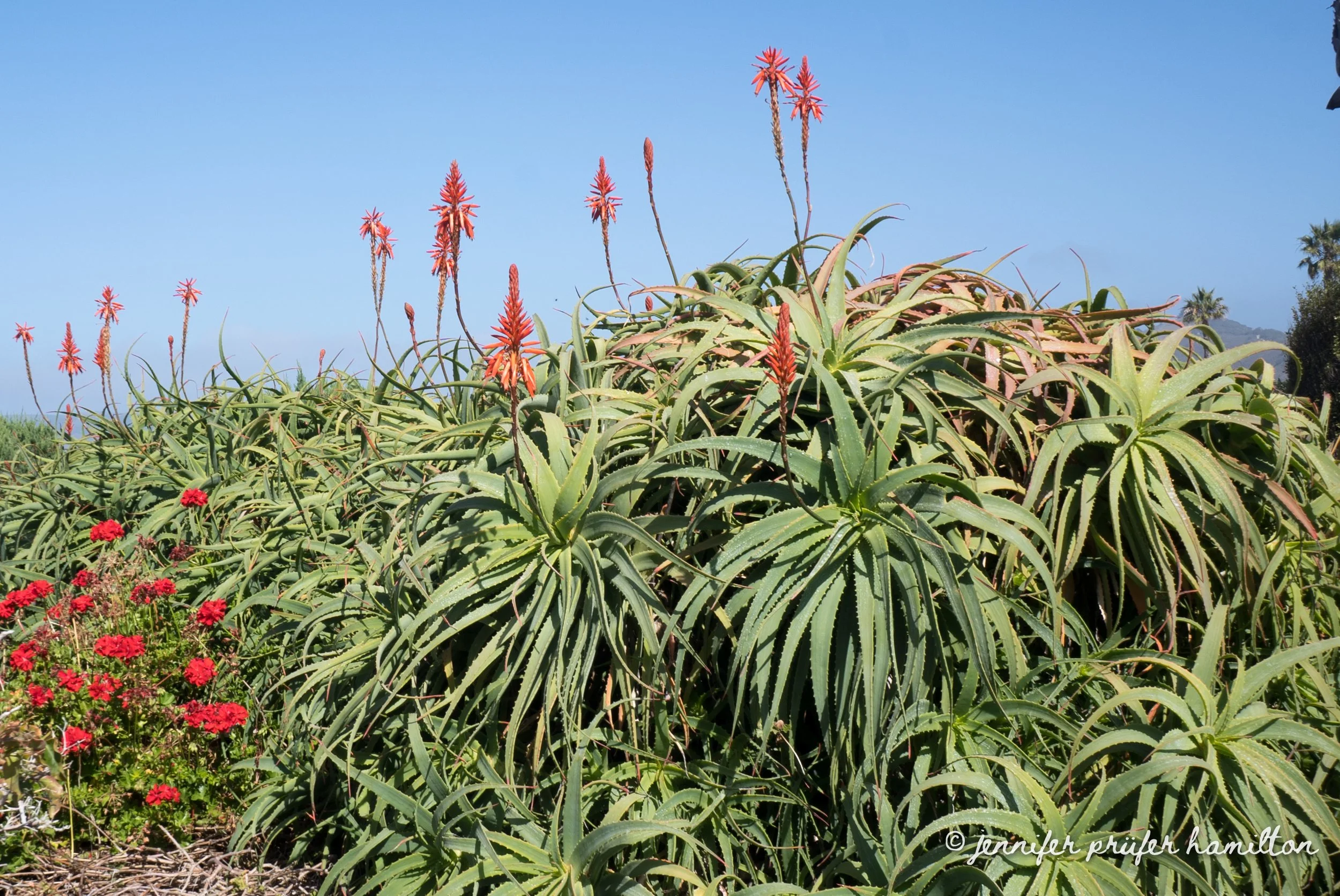 mature candelabra aloe
