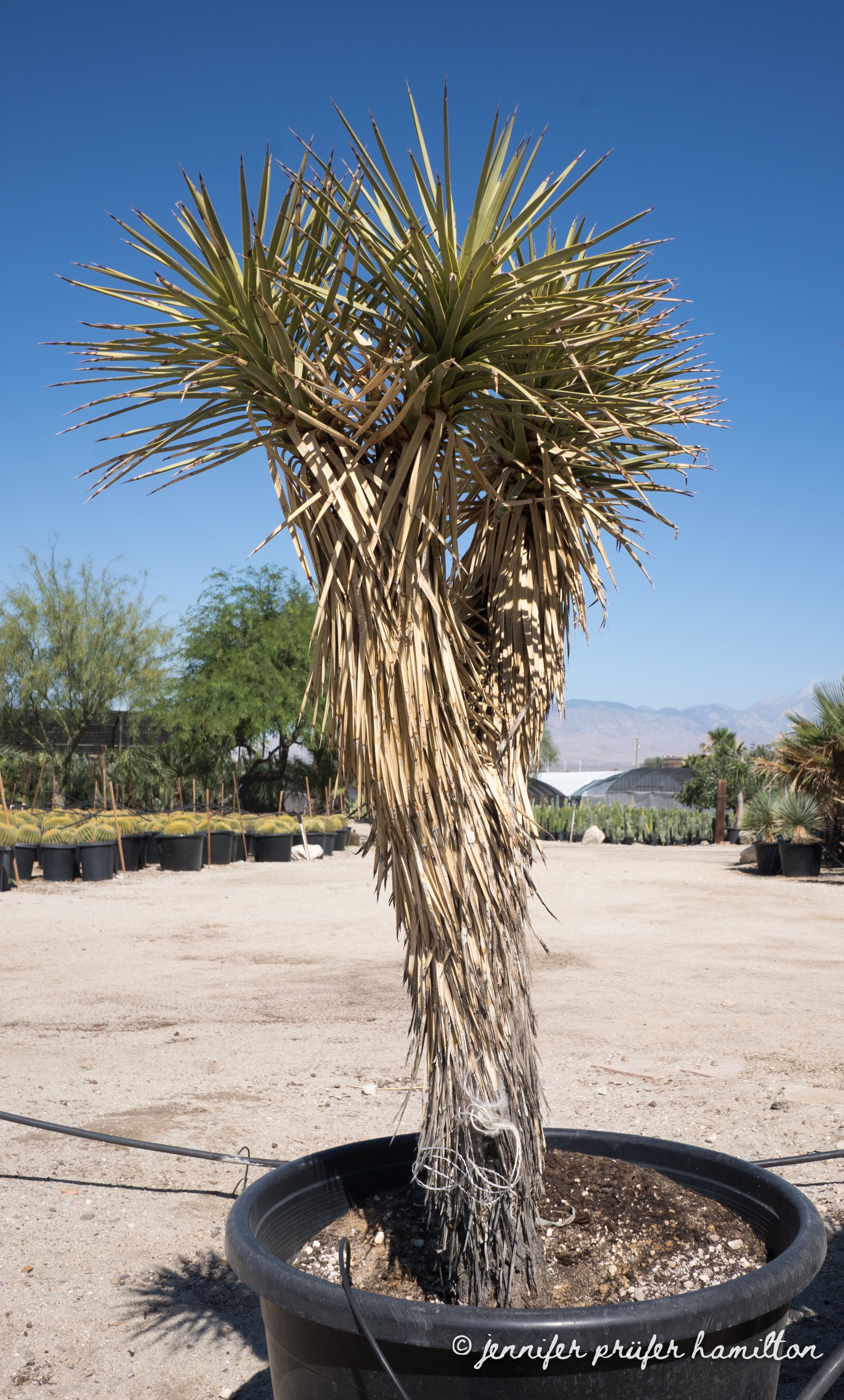 joshua tree plant for sale