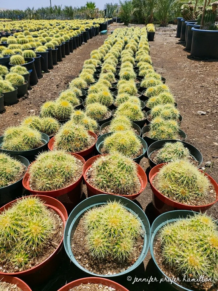golden-barrel-cactus-for-sale.jpg