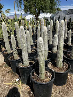 Silver Torch Cactus (Cleistocactus Strausii)  GDNC Nursery