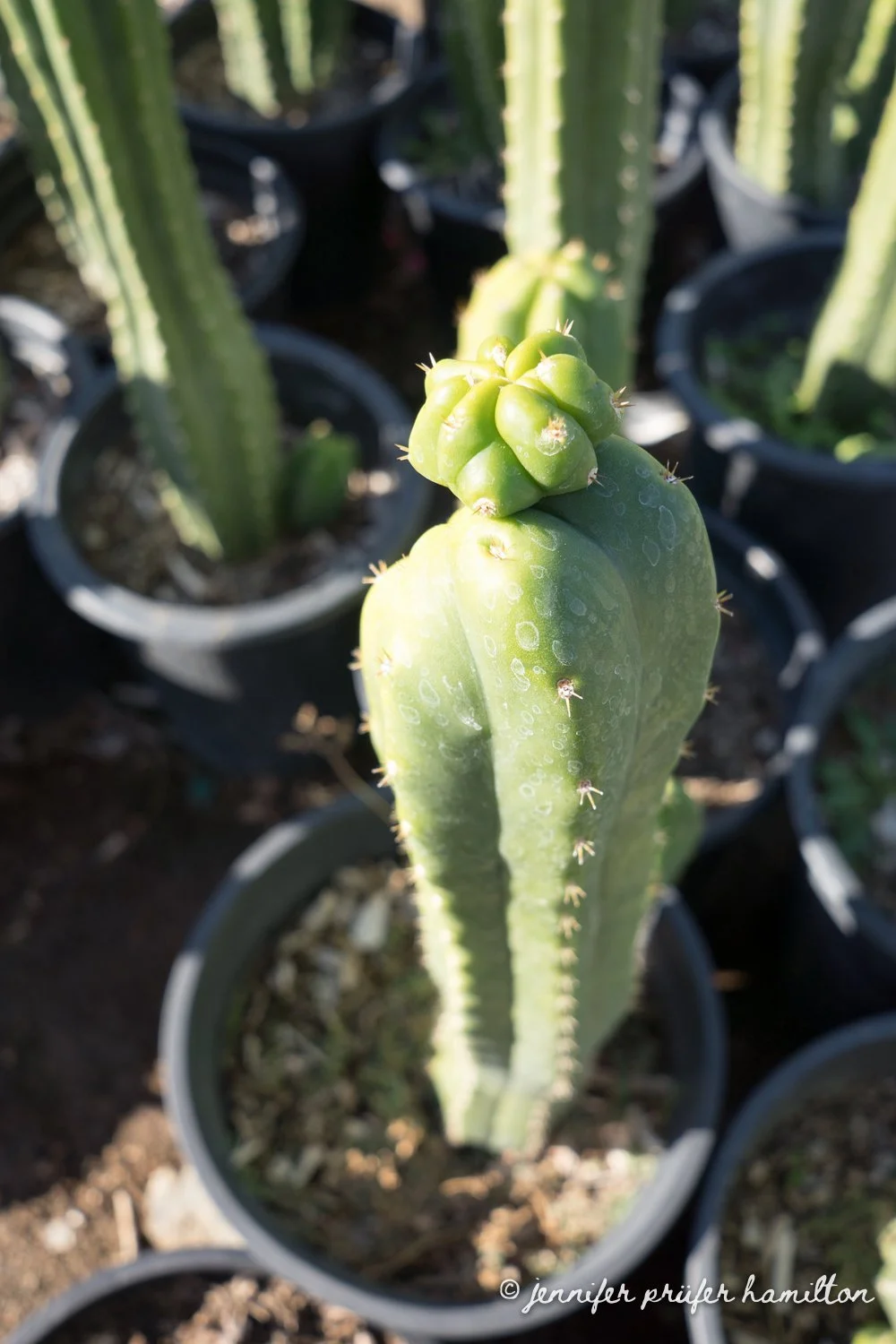 echinopsis-pachanoi-for-sale-2.jpg