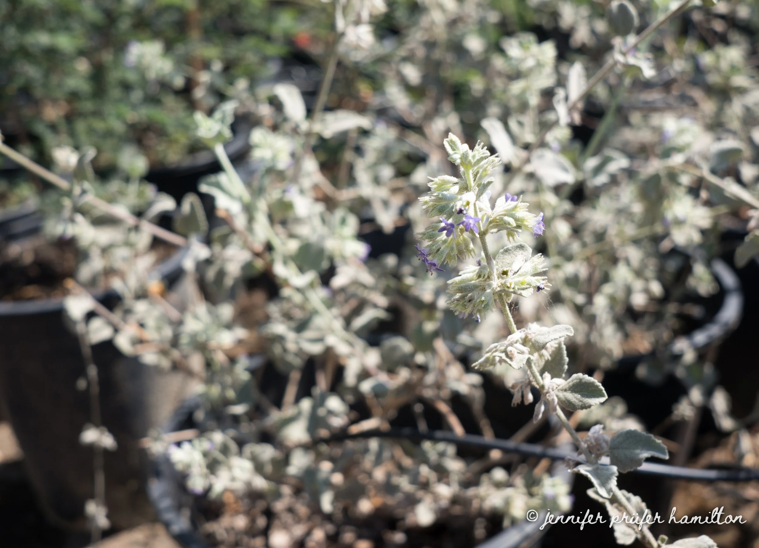 desert lavender in bloom