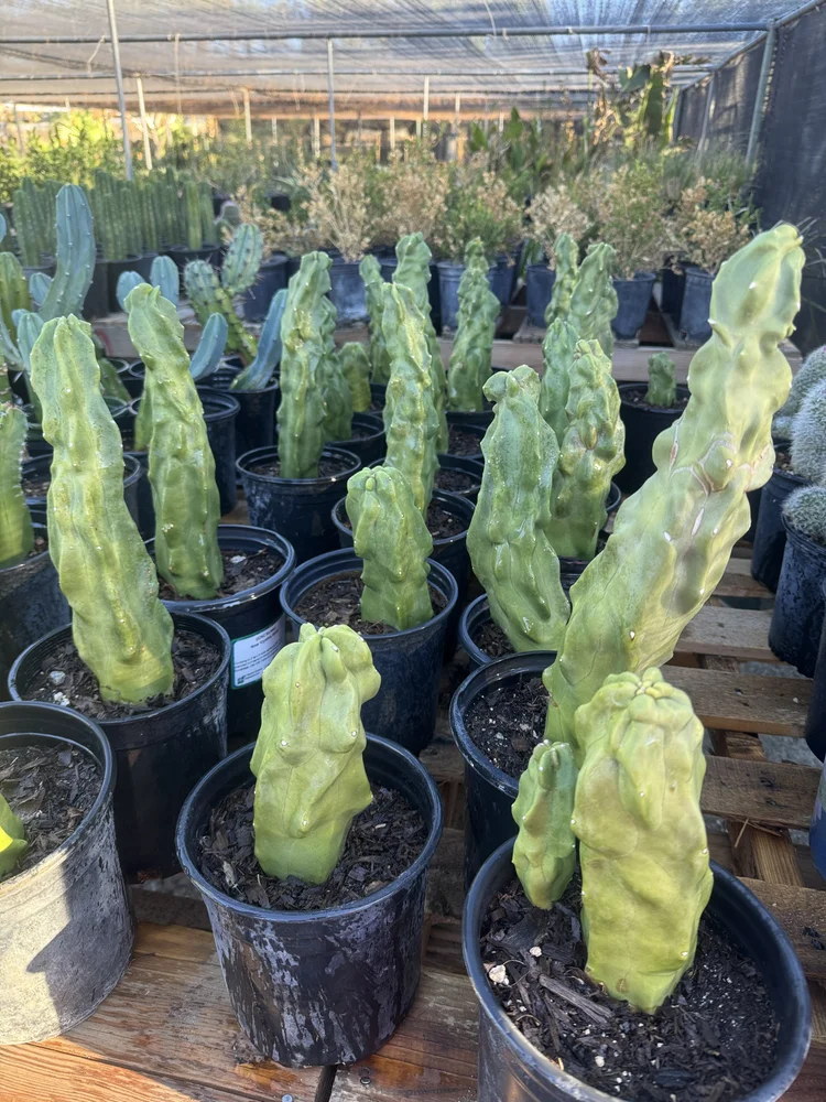 Totem Pole Cactus | Lophocereus Schottii var Monstrosus  GDNC Nursery