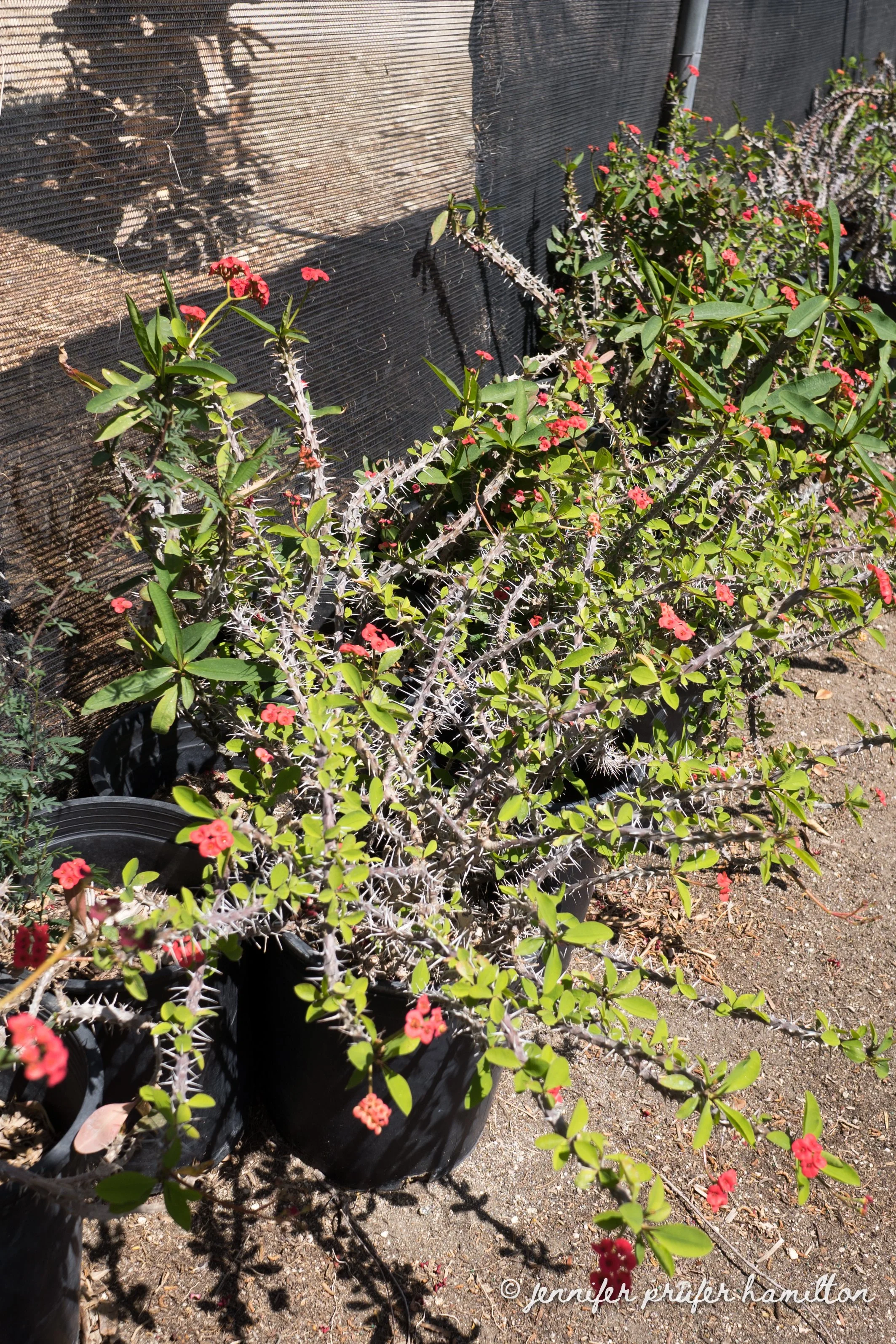 Pink Euphorbia Milii