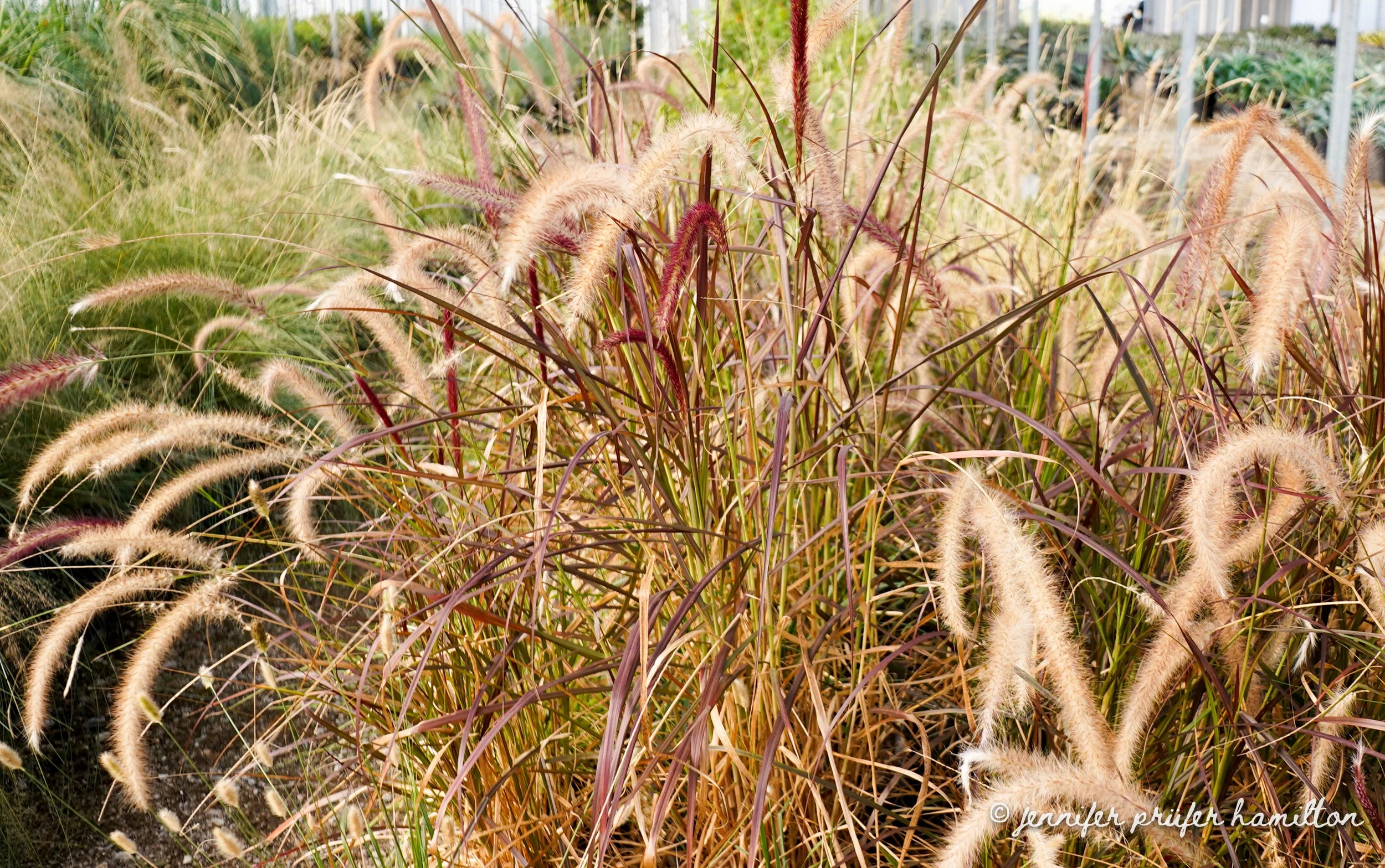 fountain grass for sale at the nursery