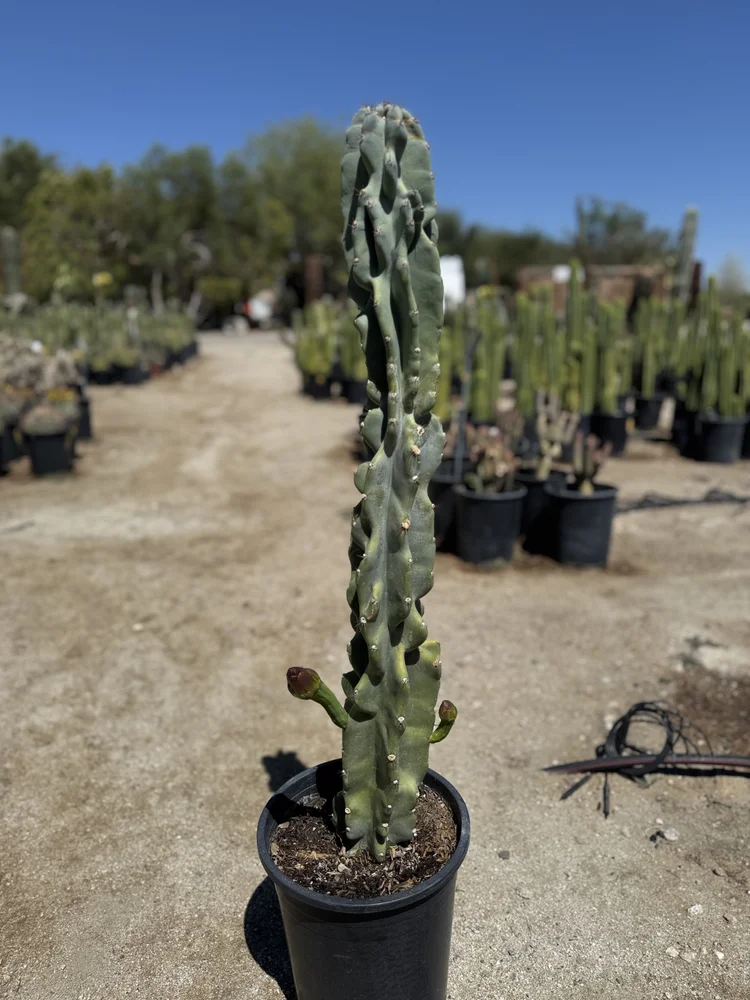 Monster Cactus (Cereus peruvianus 'Monstrose')  GDNC Nursery