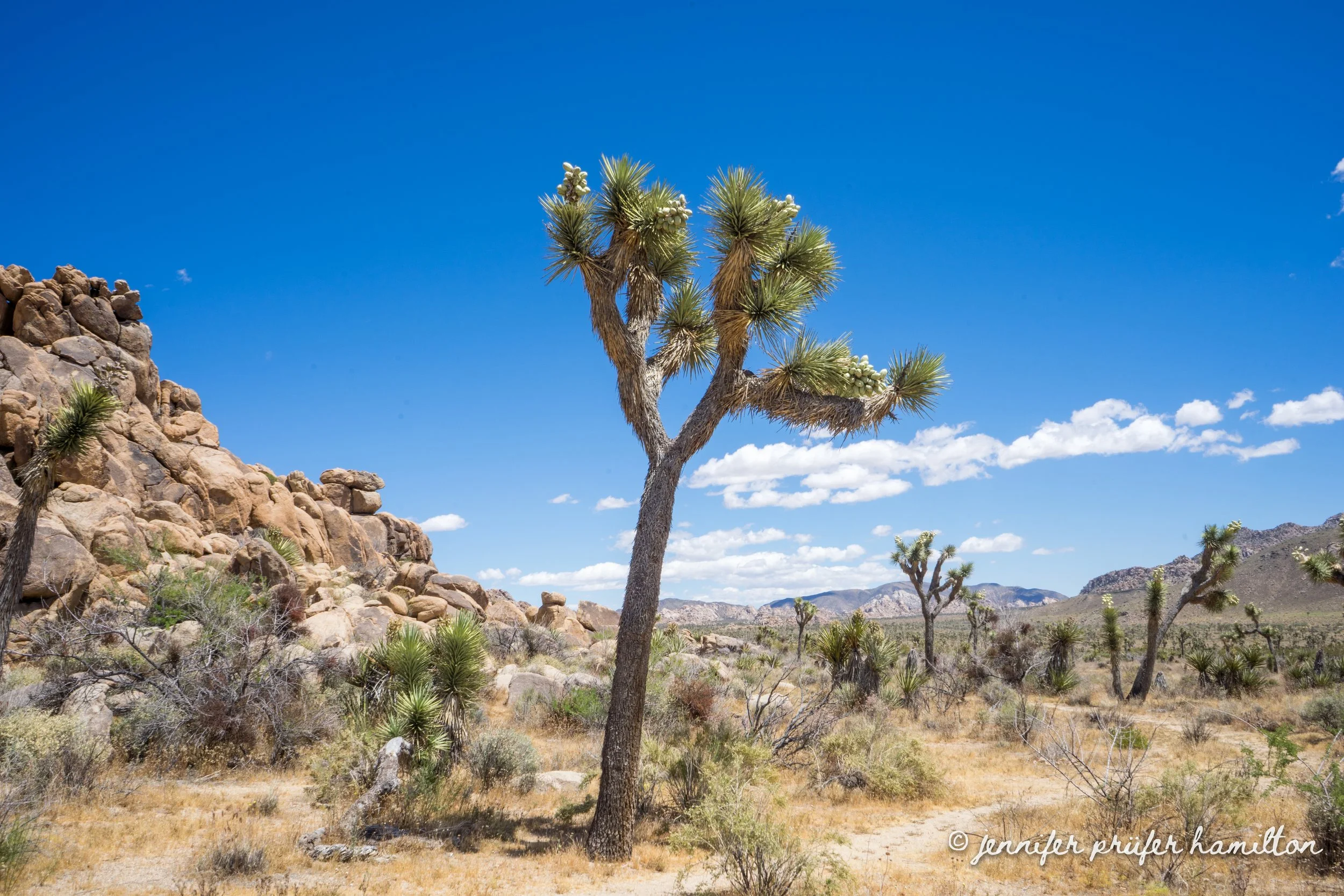 Blooming Joshua trees at Joshua Tree National Park