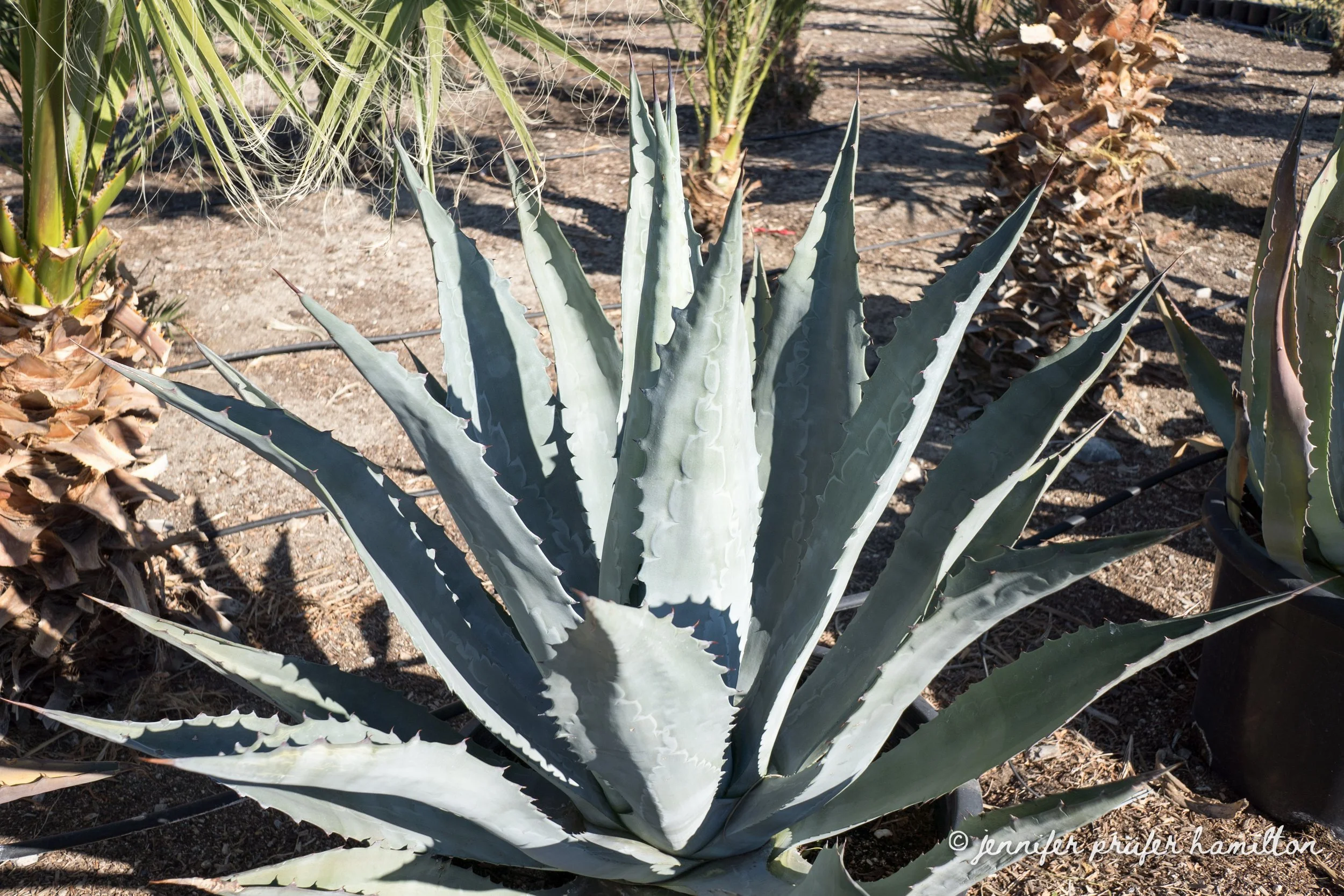 agave-americana-for-sale-2.jpg