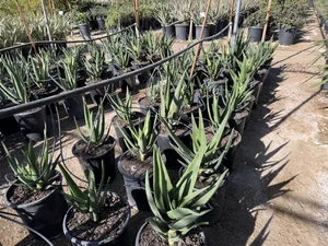 aloe vera pfalnze Aloe Vera Alfonso  Aloe-Vera-Pflanze in Grtnerqualitt kaufen