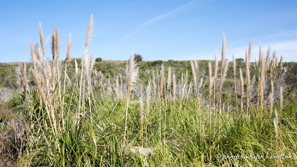 Pampas Grass GDNC Nursery pampas-grass-gdnc-nursery