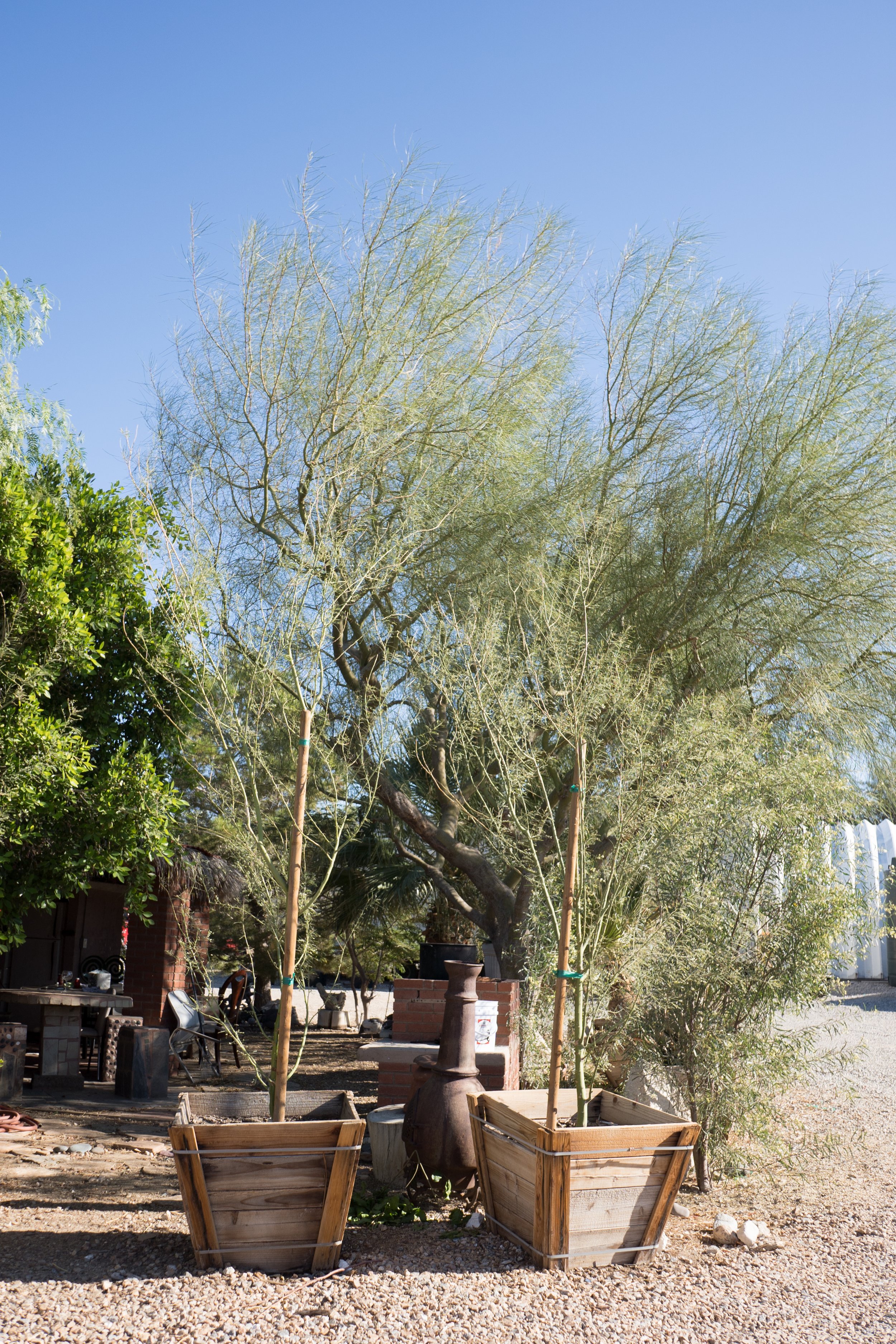 Bees and Trees that Please in New Mexico