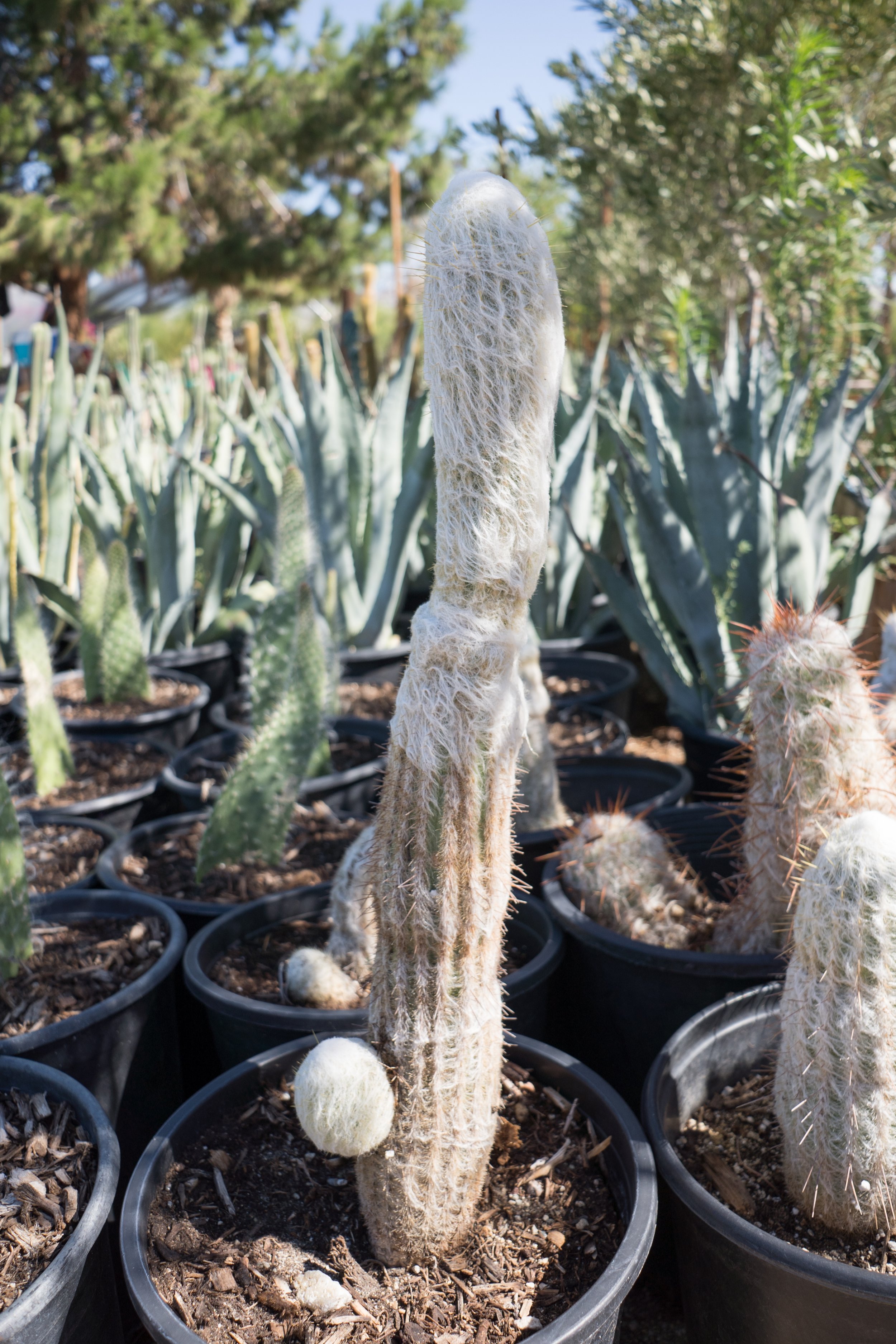 Old Man Cactus GDNC Nursery jinju-fish-sausage-corn-cheese-nanda-trade