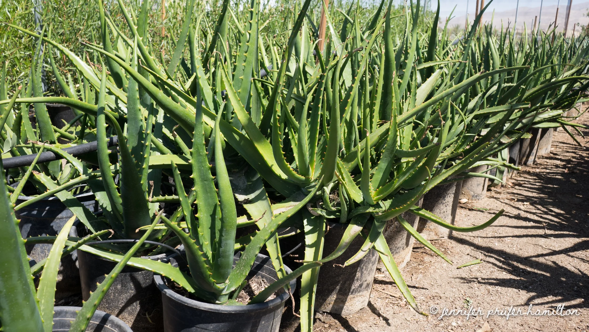 aloe camperi for sale at the nursery