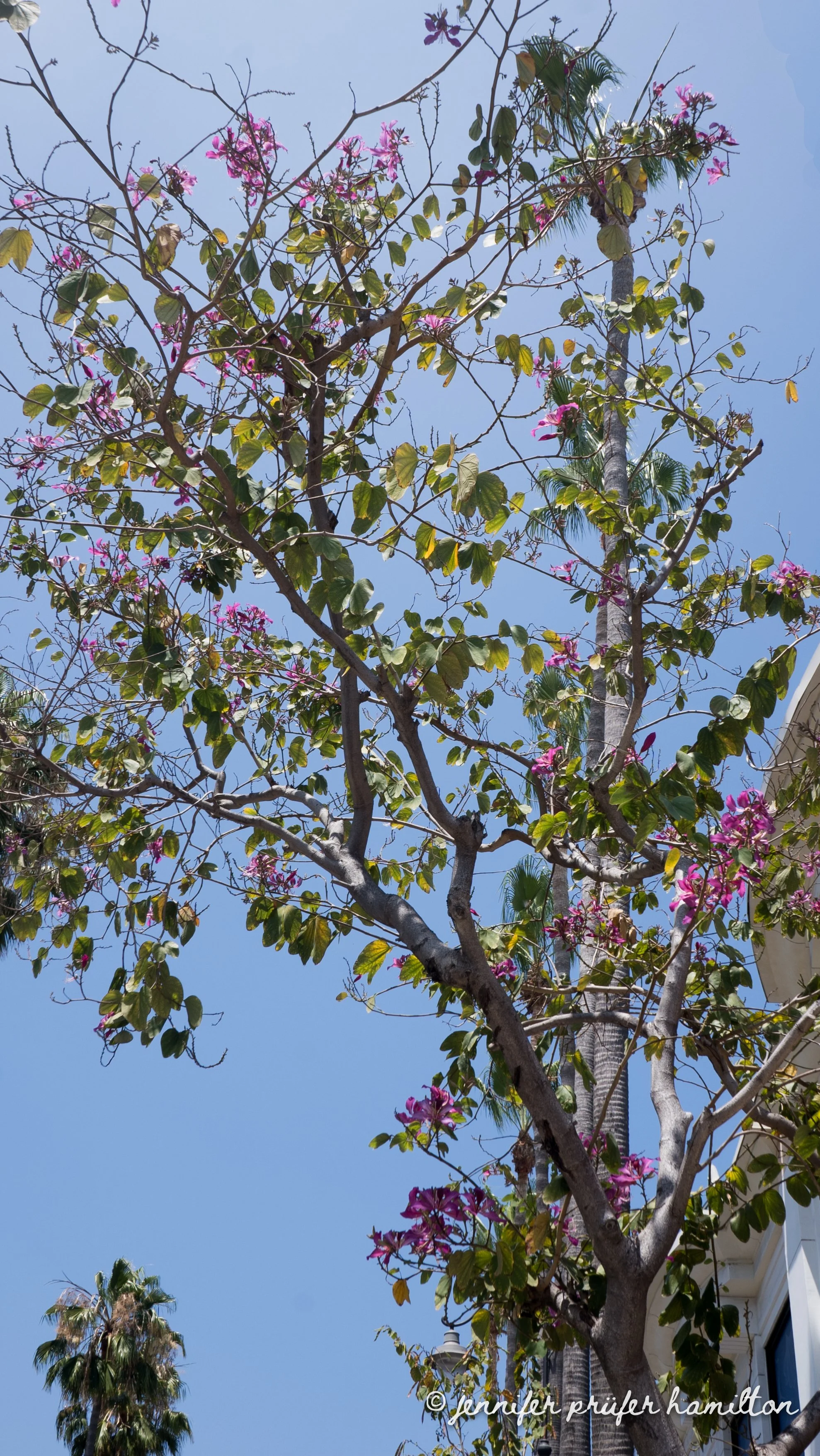 Hong Kong orchid tree during the winter
