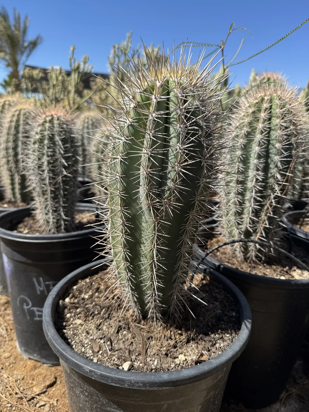 Store — GDNC Nursery