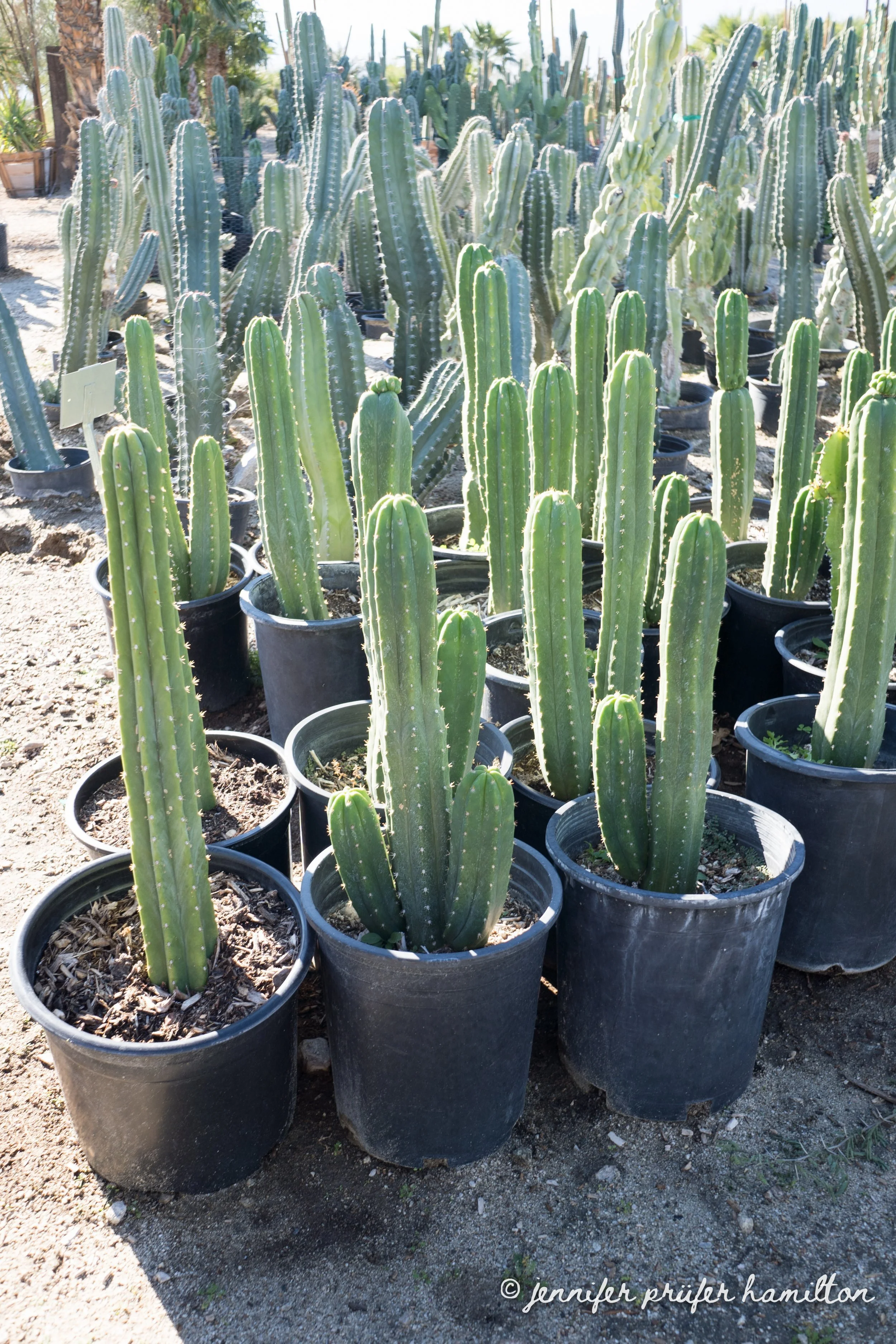 san-pedro-cactus-for-sale.jpg