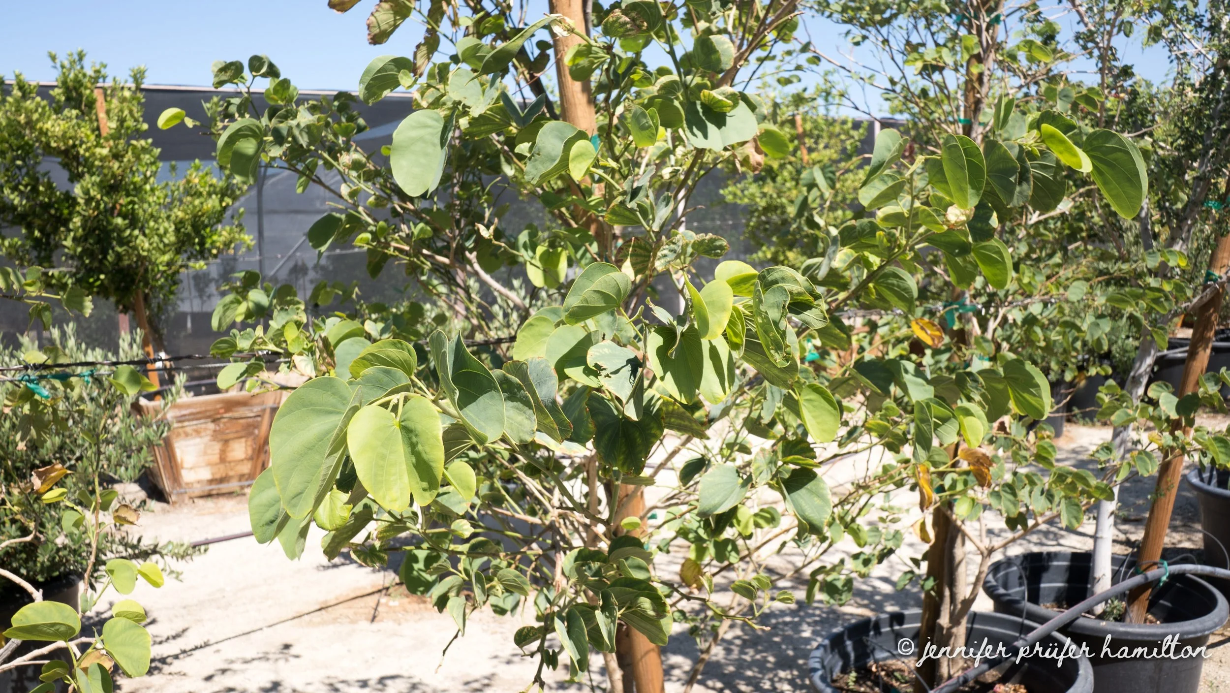 Hong Kong orchid tree for sale