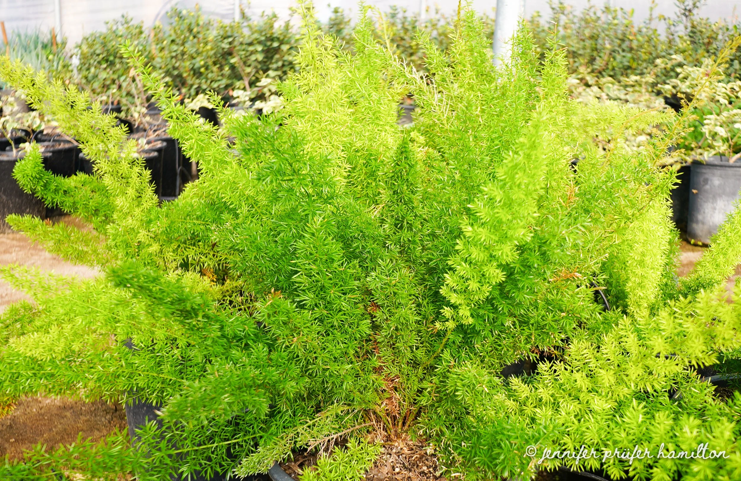 foxtail fern