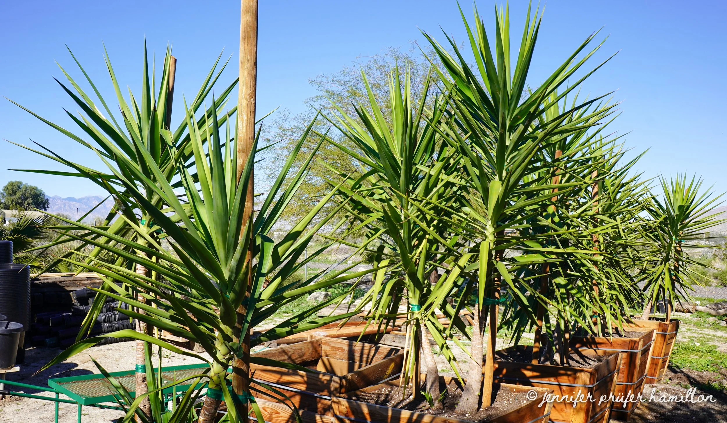spineless yucca for sale