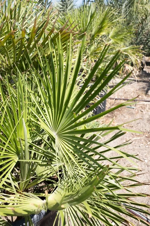 Mediterranean Fan Palm GDNC Nursery
