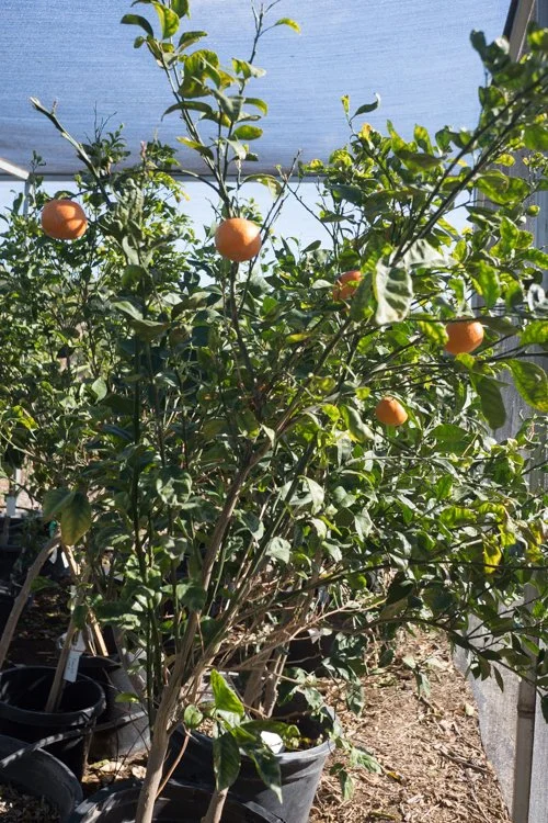 Tangerine Tree — GDNC Nursery