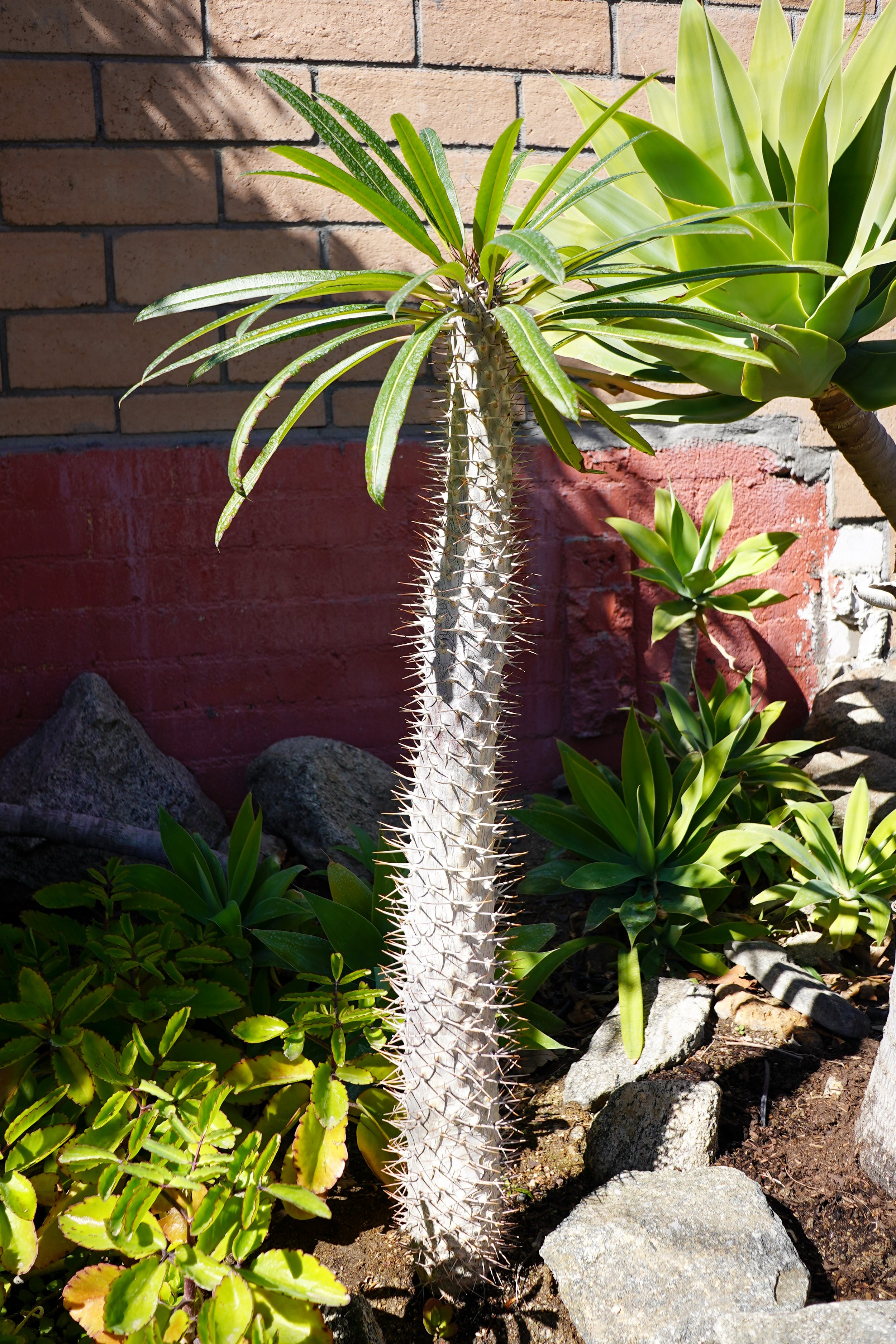 madagascar palm — gdnc nursery