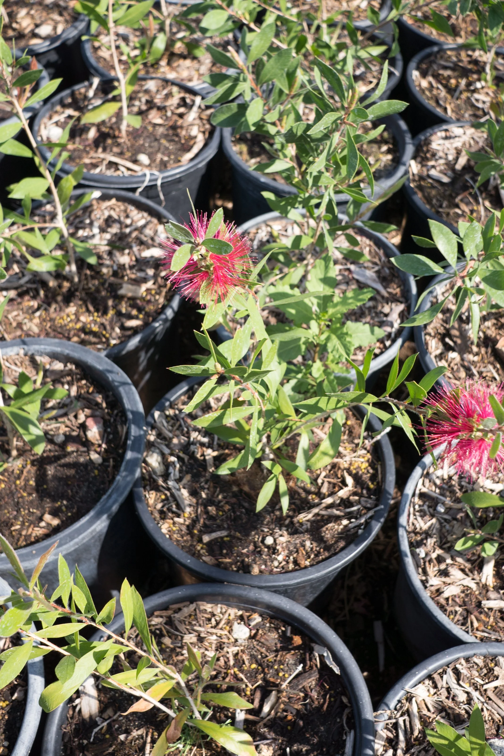 Bottlebrush — GDNC Nursery
