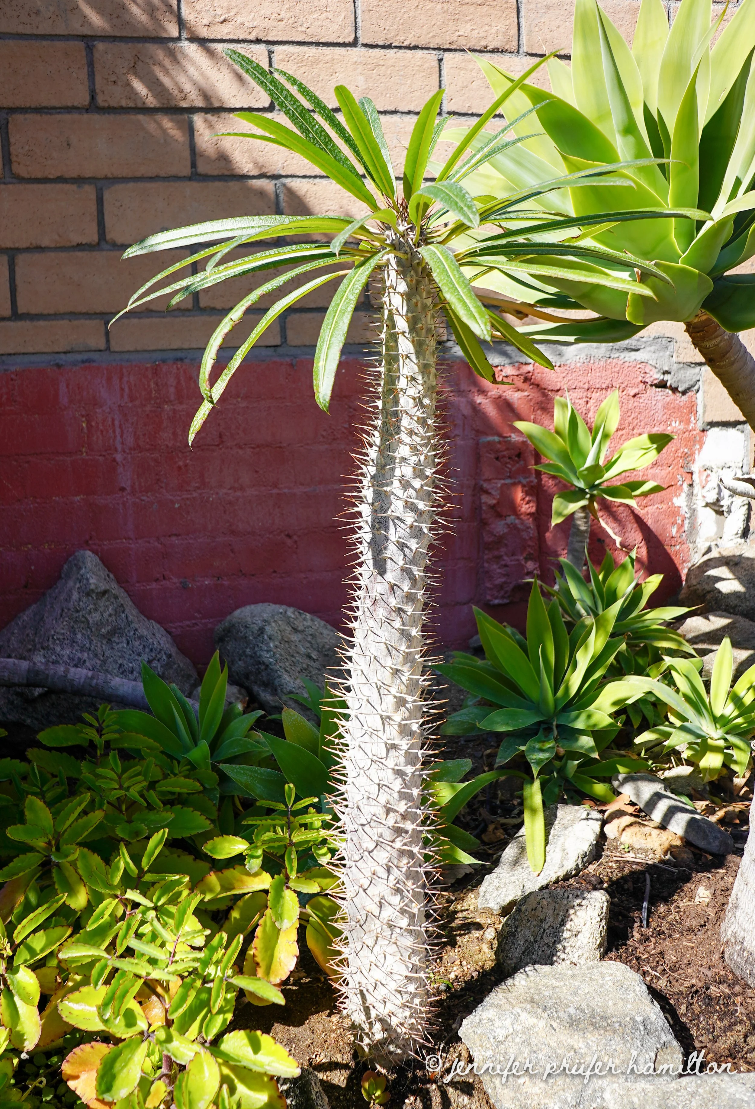 madagascar-palm.jpg